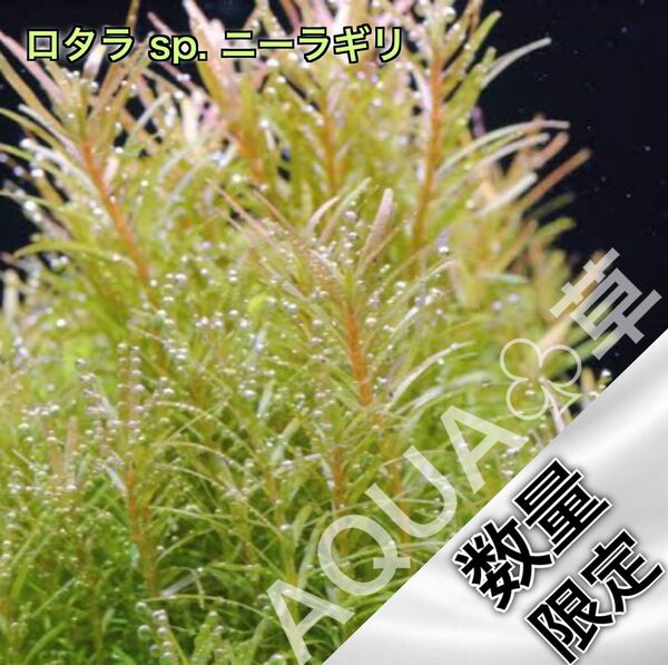 ロタラ sp. ニーラギリ 10本5cm~ 水中葉