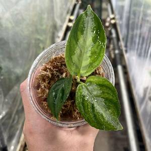 4 実生株 アグラオネマ ピクタム Aglaonema pictum tricolor 南スマトラワイルド採取