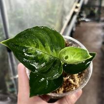 6 実生株 アグラオネマ ピクタム Aglaonema pictum tricolor 南スマトラワイルド採取_画像1