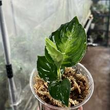 6 実生株 アグラオネマ ピクタム Aglaonema pictum tricolor 南スマトラワイルド採取_画像4