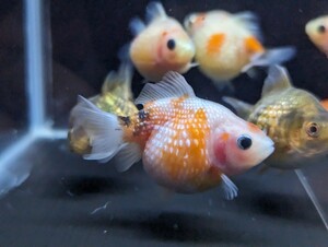 【年末大感謝セール】ピンポンパール 10匹セット 約5cm 金魚 ころん♪ころん♪ちょこちょこ泳ぎがかわいい★ よく食べます♪