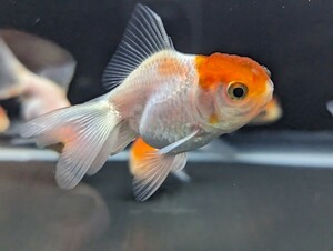 【新春セール！】丹頂オランダ 10匹セット 約7〜9cm 金魚 お買い得★ 人気種♪ とてもよく食べます♪