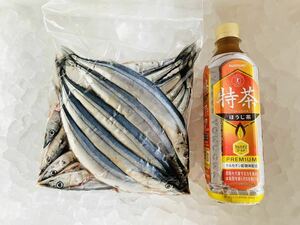 秋刀魚500g（追加購入可能）送料一律 鮮度抜群 愛媛県豊後水道産漁師直送 他鮮魚アリ！冷凍発送 さんま