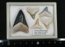 サメの歯　セット　フロリダ州　ボーンバレー_画像2