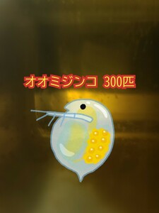 オオミジンコ 300匹+30匹 送料無料 ゆうパケット メダカの餌 タマミジンコ ゾウリムシ クロレラ PSB ミドリムシ 稚魚の餌 死着保証なし