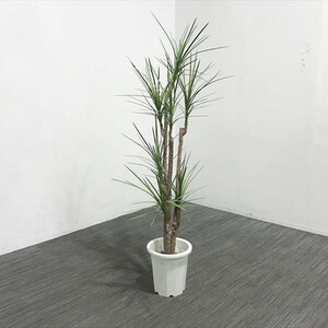  fake green dracaena * maru gina-ta decorative plant human work artificial flower used AF-863039B