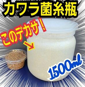 特大サイズ1500ml ヒマラヤひらたけ菌糸瓶【3本】トレハロース、キトサン、ローヤルゼリー強化！国産オオクワガタ85ミリ羽化実績