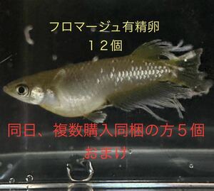 【きさきめだか】　フロマージュ卵　有精卵１２個　フロマージュ　D－２８