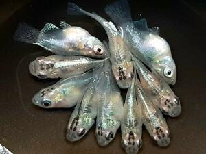 幹之ダルマ～半ダルマ５ペア　計10匹　今年9月産まれ　若魚1.5㌢前後サイズ　現物出品　だるま　ミユキ　こうめだかRF-EVO　