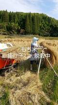 新米令和5年産 鹿児島県産もち米「さつま絹もち」 10ｋｇ 減農薬 自家栽培 自家精米 掛け干し乾燥 天日干し 精米無料 普通精米 送料無料 _画像1