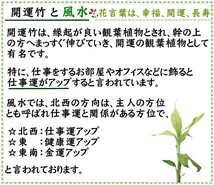 観葉植物　幸せの開運竹 ６号 スクエアホワイト陶器鉢+陶器鉢皿付き　送料無料_画像4