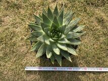 アロエ ポリフィラ　Aloe polyphylla　希少　レア　大サイズ　スパイラルアロエ_画像4