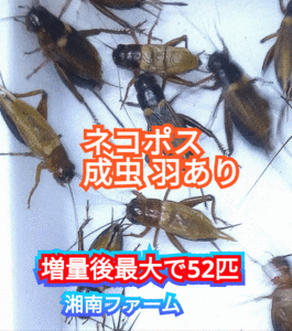 成虫羽あり40匹フタホシコオロギ 死着保障2割増量 リピーター様1割増量 (最大で52匹+α)★イエコオロギに比べ栄養価が高く遅鈍で低跳躍