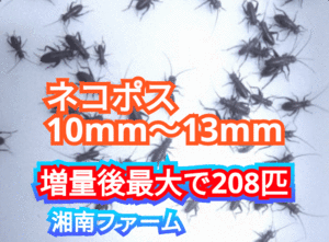 10～13㎜160匹フタホシコオロギ 死着保障2割増量 リピーター様1割増量 (最大で208匹+α)★イエコオロギに比べ栄養価が高く遅鈍で低跳躍!