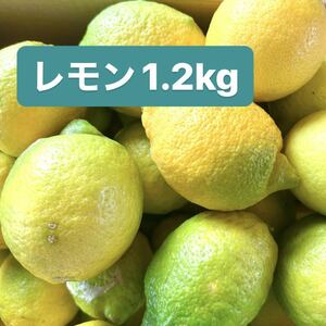 【送料込】【最終】無農薬 レモン 訳あり 小さめサイズ 1.2kg 12個 セット 国産 自家製 果物 旬 冬至 B級 傷あり 即日発送 日本郵便