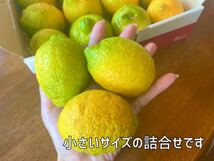 【送料込】【最終】無農薬 レモン 訳あり 小さめサイズ 1.2kg 12個 セット 国産 自家製 果物 旬 冬至 B級 傷あり 即日発送 日本郵便_画像6