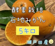 石地 みかん 酵素栽培 減農薬 防腐剤不使用 ノーワックス グリグリーン農園　広島みかん　みかん　瀬戸田_画像1