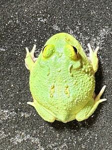 【Bears Frog】クランウェルツノガエル マスカット 2スポットパターンレス①北海道、青森発送不可