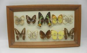 蝶の標本　ニシキツバメ　アオスジアゲハ　タイワンシロチョウ　ミカドアゲハ　他　１０匹　5722