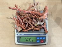 桃色珊瑚 原木 おまとめ 総重量767.9ｇ 珊瑚 天然珊瑚 個人長期保管品 桃色珊瑚_画像7