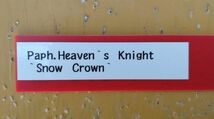 【北軽ガーデン】＊パフィオ＊Paph.Heaven`s Knight`Snow Crown`＊白花整形花銘品＊ヘブンズナイト＊優秀個体＊蕾付き＊_画像2