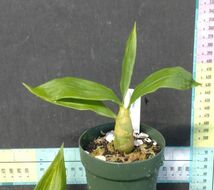 【北軽ガーデン】＊熱帯植物＊Cycnoches cooperi＊洋ラン原種＊シクノチェス　クーペリー＊見事な花穂＊ペルー原産＊_画像2