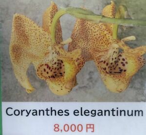 【北軽ガーデン】＊熱帯植物＊Coryanthes elegantium＊洋ラン原種＊コリアンテス　エレガンティウム＊コロンビア原産＊歳末感謝セール