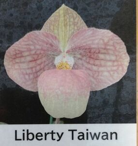 【北軽ガーデン】＊パフィオ＊Paph.Liberty Taiwan＊パービ系＊ハンギアナム系＊人気品種＊見ごたえある美花品種＊歳末感謝セール