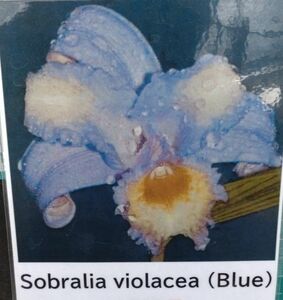 【北軽ガーデン】＊熱帯植物＊Sobralia violacea (Blue Form)＊洋ラン原種＊ソブラリア＊ブルーオーキッド＊エクアドル原産＊