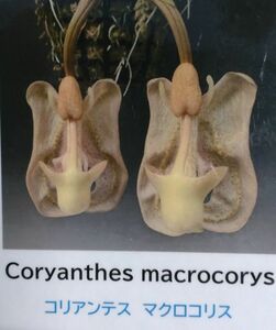 【北軽ガーデン】＊熱帯植物＊Coryanthes macrocorys＊洋ラン原種＊コリアンテス　マクロコリス＊奇花＊大きな花＊ペルー原産＊