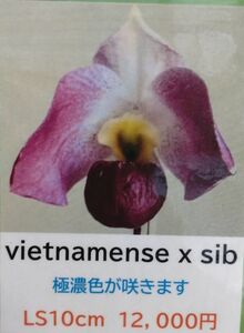 【北軽ガーデン】＊パフィオ＊Paph.vietnamense x sib＊原種＊パービ系＊ベトナメンセ＊ハワイの優秀実生＊濃色系統＊ベトナム原産＊