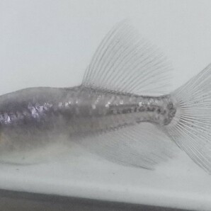 プラチナ星河 RLF ヒカリ体型 稚魚１０匹+α リアルロングフィンの画像2