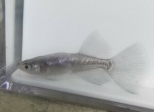 プラチナ星河　RLF　ヒカリ体型　稚魚１０匹+α リアルロングフィン