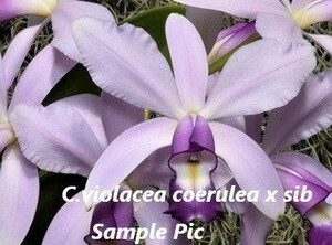 HIF洋蘭 862 C. violacea coerulea x sib. ('KS#1' x 'KS#2') (2024HIFカレンダー進呈）