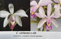 HIF洋蘭 929 C. violacea x sib. ( carnea 'CH1' x suavissima 'Coronet' ) (2024HIFカレンダー進呈)_画像1