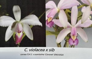 HIF洋蘭 929 C. violacea x sib. ( carnea 'CH1' x suavissima 'Coronet' ) (2024HIFカレンダー進呈)