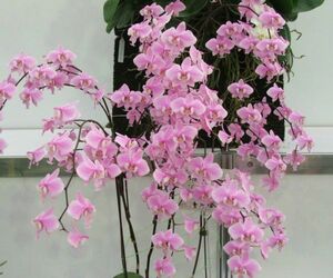 HIF洋蘭 896 Phal. schilleriana 花芽着 (2024HIFカレンダー進呈)