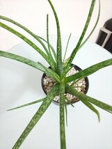 【2種セット】 グラキリス　アルビフローラ　アロエ　Aloiampelos Gracilis / Aloe Albiflora 　観葉植物　多肉植物　アロイアンペロス_画像8