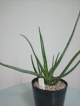 【2種セット】 グラキリス　アルビフローラ　アロエ　Aloiampelos Gracilis / Aloe Albiflora 　観葉植物　多肉植物　アロイアンペロス_画像7