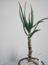 【2種セット】 グラキリス　アルビフローラ　アロエ　Aloiampelos Gracilis / Aloe Albiflora 　観葉植物　多肉植物　アロイアンペロス_画像4