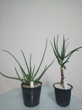 【2種セット】 グラキリス　アルビフローラ　アロエ　Aloiampelos Gracilis / Aloe Albiflora 　観葉植物　多肉植物　アロイアンペロス_画像1