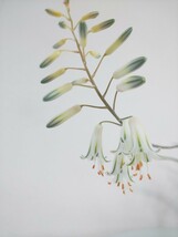 【2種セット】 グラキリス　アルビフローラ　アロエ　Aloiampelos Gracilis / Aloe Albiflora 　観葉植物　多肉植物　アロイアンペロス_画像9