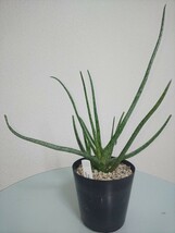 【2種セット】 グラキリス　アルビフローラ　アロエ　Aloiampelos Gracilis / Aloe Albiflora 　観葉植物　多肉植物　アロイアンペロス_画像6
