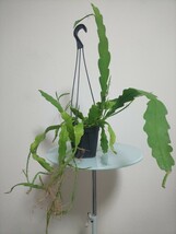 ビバーテール　エピフィラム　Epiphyllum Beavertail　ビーバーテール　観葉植物　多肉植物　サボテン　リプサリス　クジャクサボテン レア_画像1