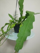 ビバーテール　エピフィラム　Epiphyllum Beavertail　ビーバーテール　観葉植物　多肉植物　サボテン　リプサリス　クジャクサボテン レア_画像3