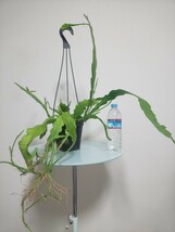 ビバーテール　エピフィラム　Epiphyllum Beavertail　ビーバーテール　観葉植物　多肉植物　サボテン　リプサリス　クジャクサボテン レア_画像10