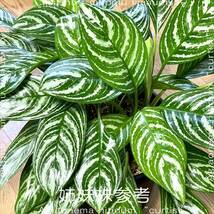 ★ 本物！ アグラオネマ ニティドゥームカーティシー ★ (Aglaonema nitidum curtisii) 良株_画像1