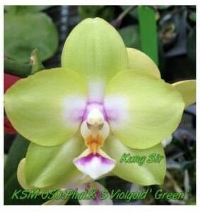 (^。 ^)(979)洋蘭, P. KS Viogold 'Green' (Sogo Viogold x Chang Maw Evergreen),芳香あり