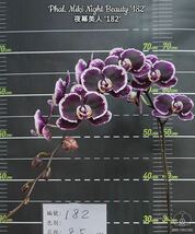 (^。 ^)(991)洋蘭,Phal. Miki Night Beauty '182',花芽あり_画像2