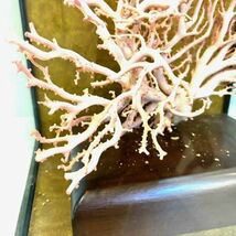 仙11 ピンク珊瑚 原木 置物 オブジェ ガラスケース付き コーラル サンゴ 桃珊瑚 インテリア_画像9